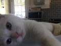 Harvey - Kitten Rescue