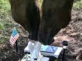 horse-memorial